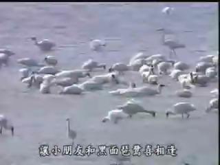 我們的島-2003年-13
做個好主人