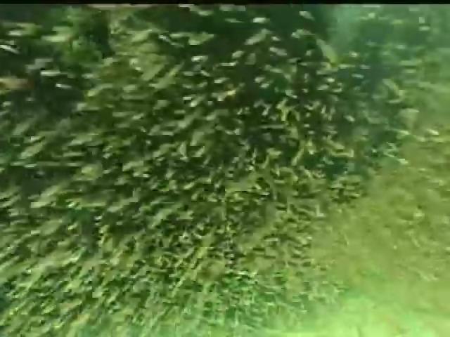 我們的島-2003年-19
塑膠寄居蟹