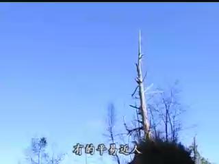 我們的島-2004年-11
大樹的秘密