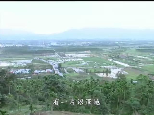 我們的島-2005年-4
溼地之春 、新世紀蘭花夢