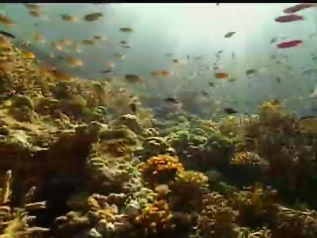 我們的島-2005年-10
世界動物日特集