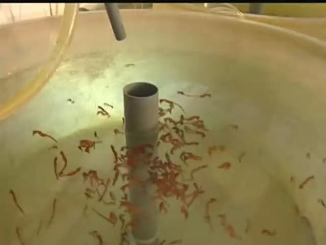 我們的島-2005年-12
天外飄來的酸雨