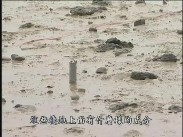 我們的島-2006年-18
惡整台灣招潮蟹