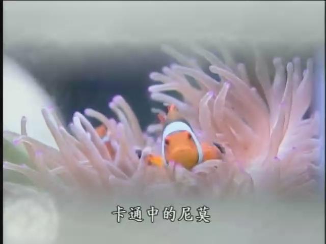 我們的島-2006年-31
尼莫回家去