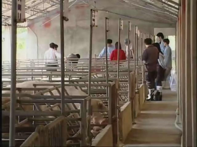 我們的島-2007年-1
豬事大吉