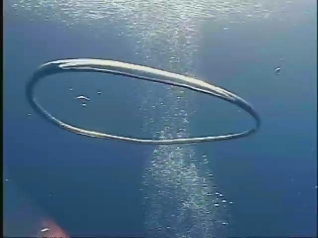我們的島-2007年-10
海洋家族