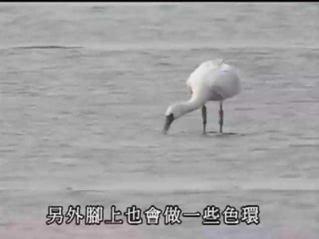新世代觀察家-2
黑面琵鷺守候者：王佳琪