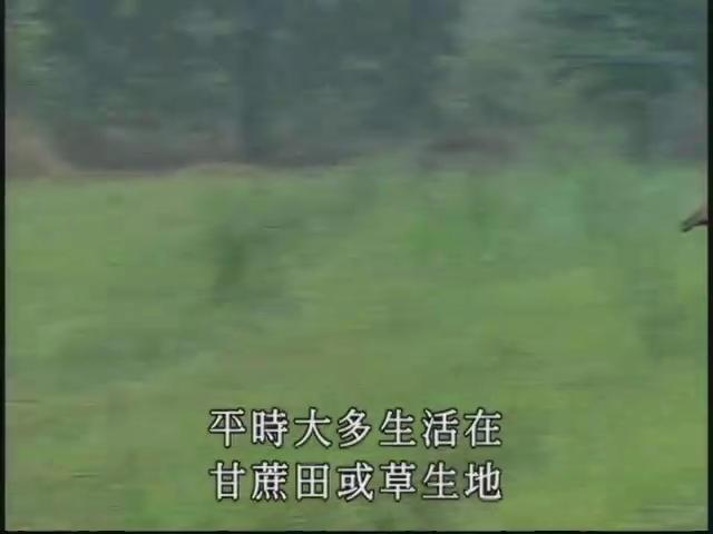 新世代觀察家Ⅱ-5
深情守護-陳美惠