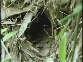 新世代觀察家Ⅱ-14
八色鳥-林瑞興