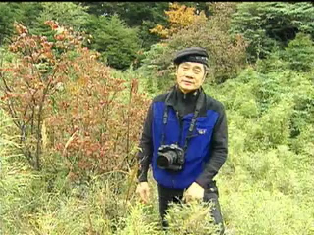 探訪台灣大自然-3
秋葉滿山紅