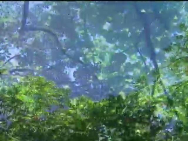 探訪台灣大自然-12
熱帶季風林