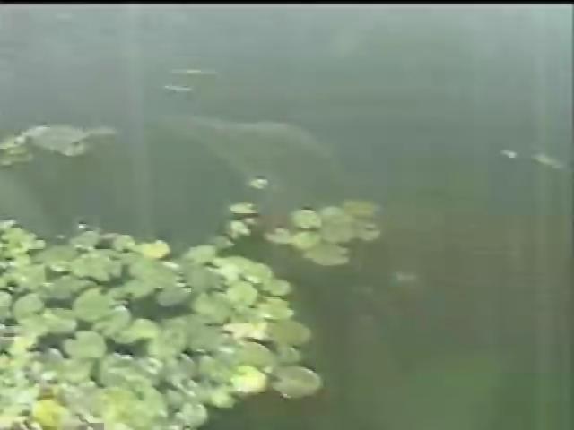 探訪台灣大自然-13
小小埤塘天地大