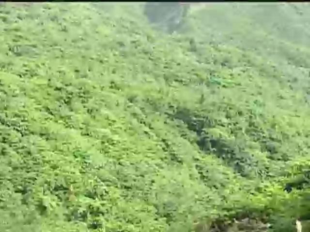 探訪台灣大自然-18
野百合的原鄉－蘭嶼