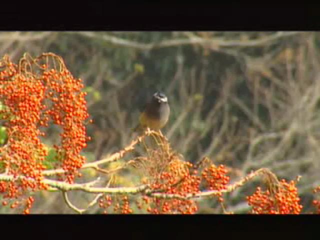 台灣大自然山林記事-1
鳥鳴