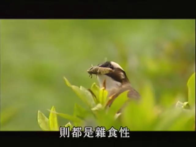 台灣大自然山林記事-4
食