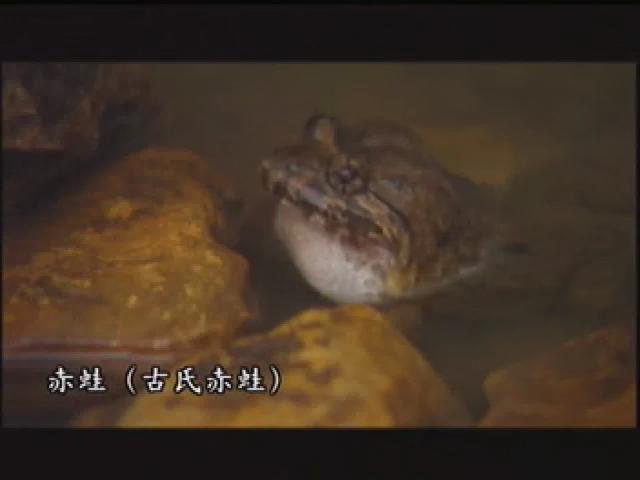 台灣大自然山林記事-6
蛙名