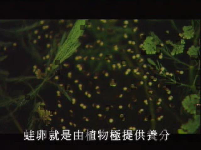 台灣大自然山林記事-7
蛙卵