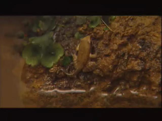 台灣大自然山林記事-8
蝌蚪