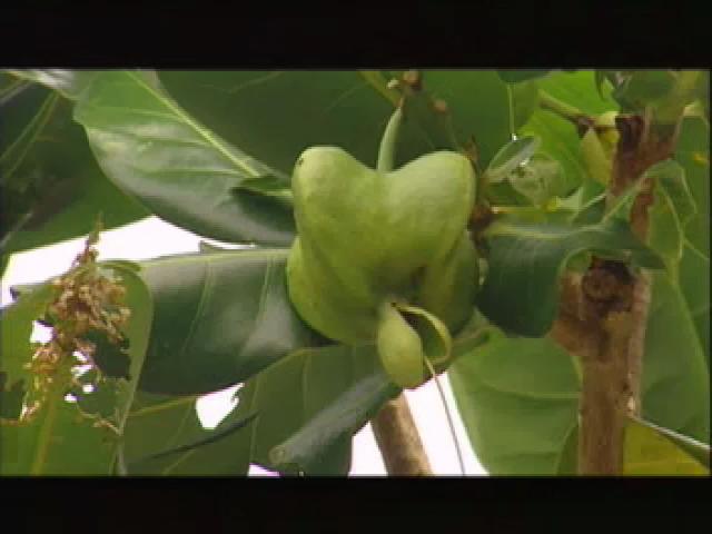 台灣大自然山林記事-9
花
