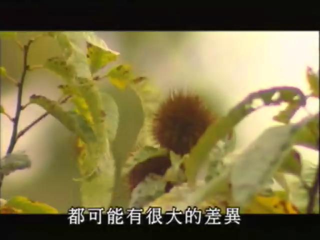 台灣大自然山林記事-10
果實