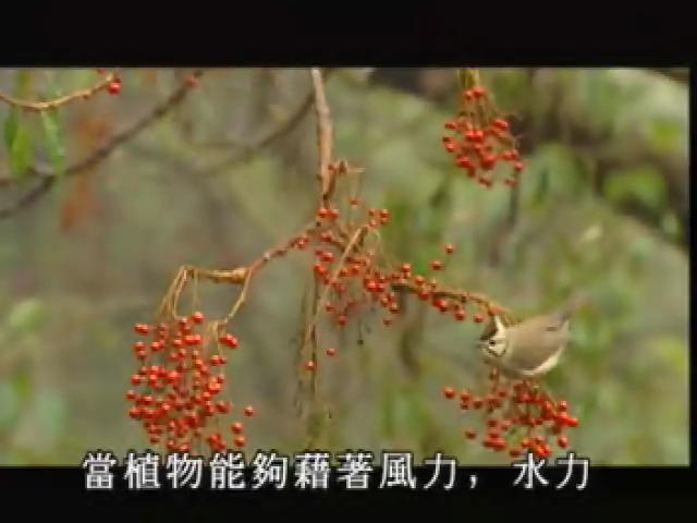 台灣大自然山林記事-11
種子