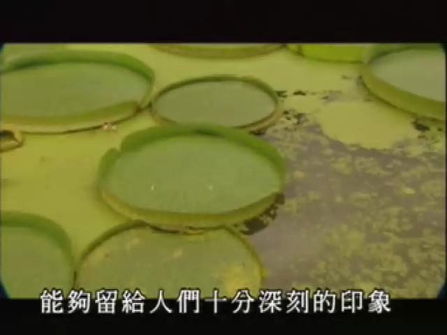 台灣大自然山林記事-12
葉子
