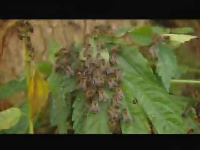 台灣大自然山林記事-17
大地舞者