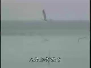 科技萬花筒-33
世紀之謎-鳥的起源與演化(上) 