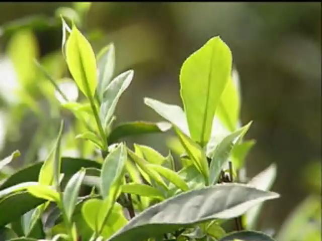 戀戀茶香-2
文山包種清香茶