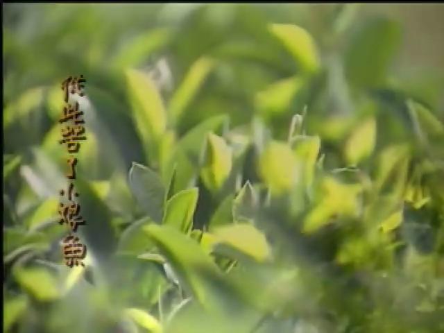 戀戀茶香-5
三峽龍井碧螺春