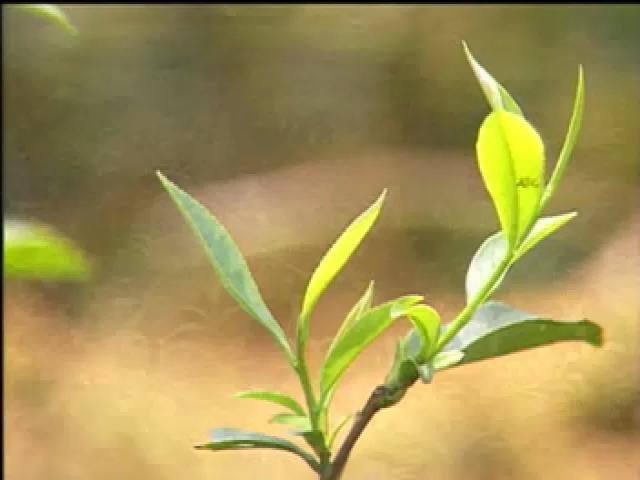 戀戀茶香-7
木柵甘露鐵觀音