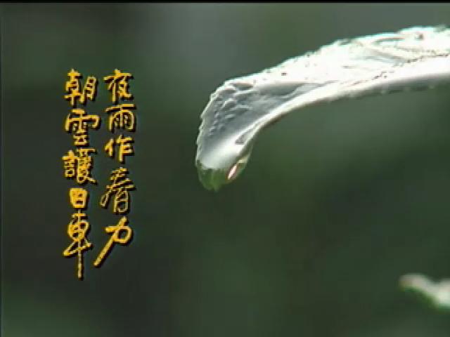 戀戀茶香-8
松柏常青有來歷