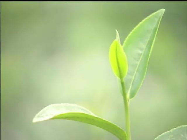戀戀茶香-9
鶴岡紅茶新滋味