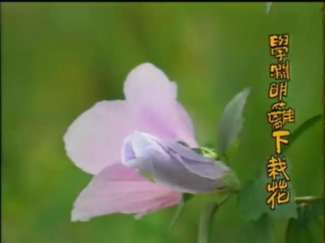 戀戀茶香-11
風味獨特茶非茶
