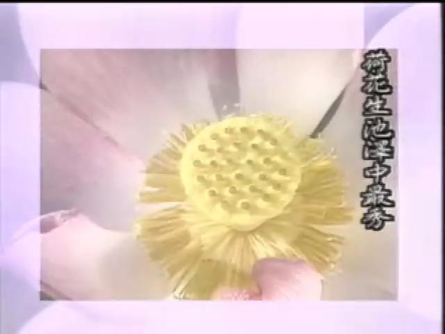 搶鮮一族-1
現代愛蓮說