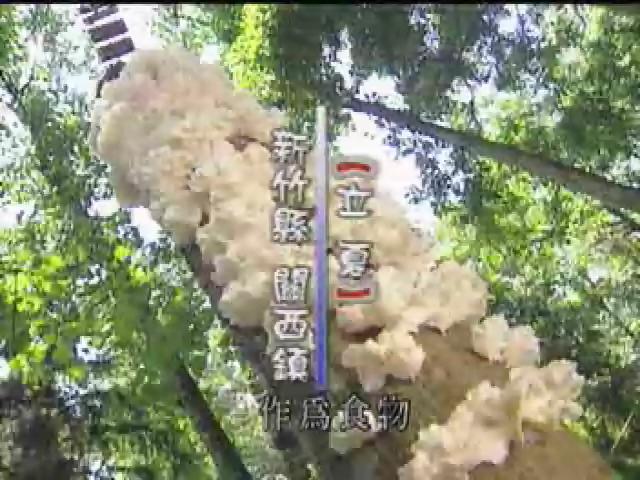 搶鮮一族-6
菇影芳蹤