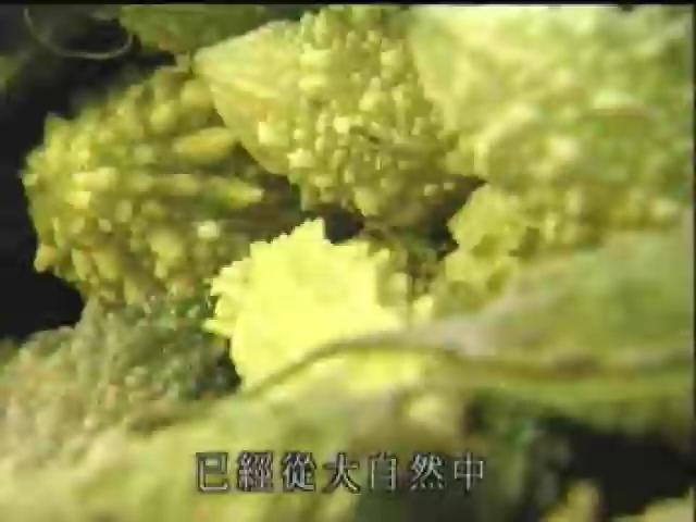 搶鮮一族-12
山林饗宴─野菜篇