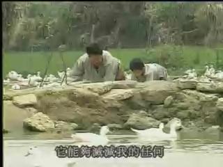 破浪而行-鄭豐喜傳