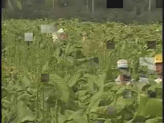 紀錄觀點-58
縣道184之東