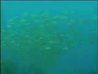 紀錄觀點-143 記憶珊瑚