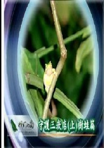 我們的島2007
24.守護三崁店(上)樹蛙篇