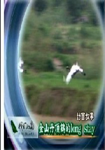 我們的島2008
3.金山丹頂鶴的long stay