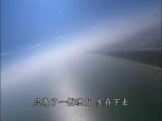返家八千里-黑面琵鷺鷥