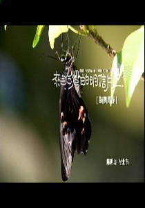 來自台灣的明信片6.
蝶舞青春　　陽明山：台北市