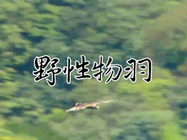 野性物羽