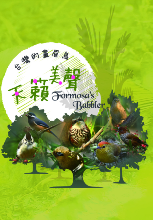 天籟美聲:台灣的畫眉鳥