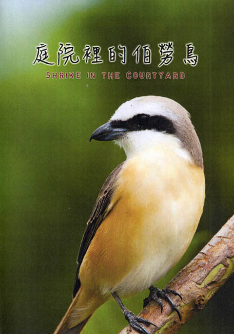庭院裡的伯勞鳥