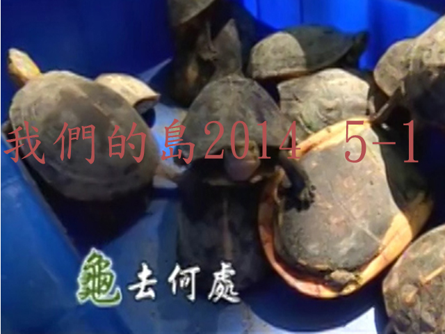 我們的島2014—DVD 5-1.龜去何處