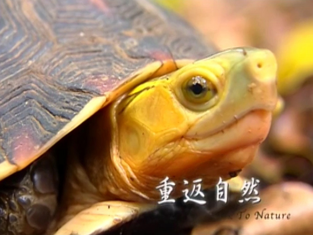 重返自然