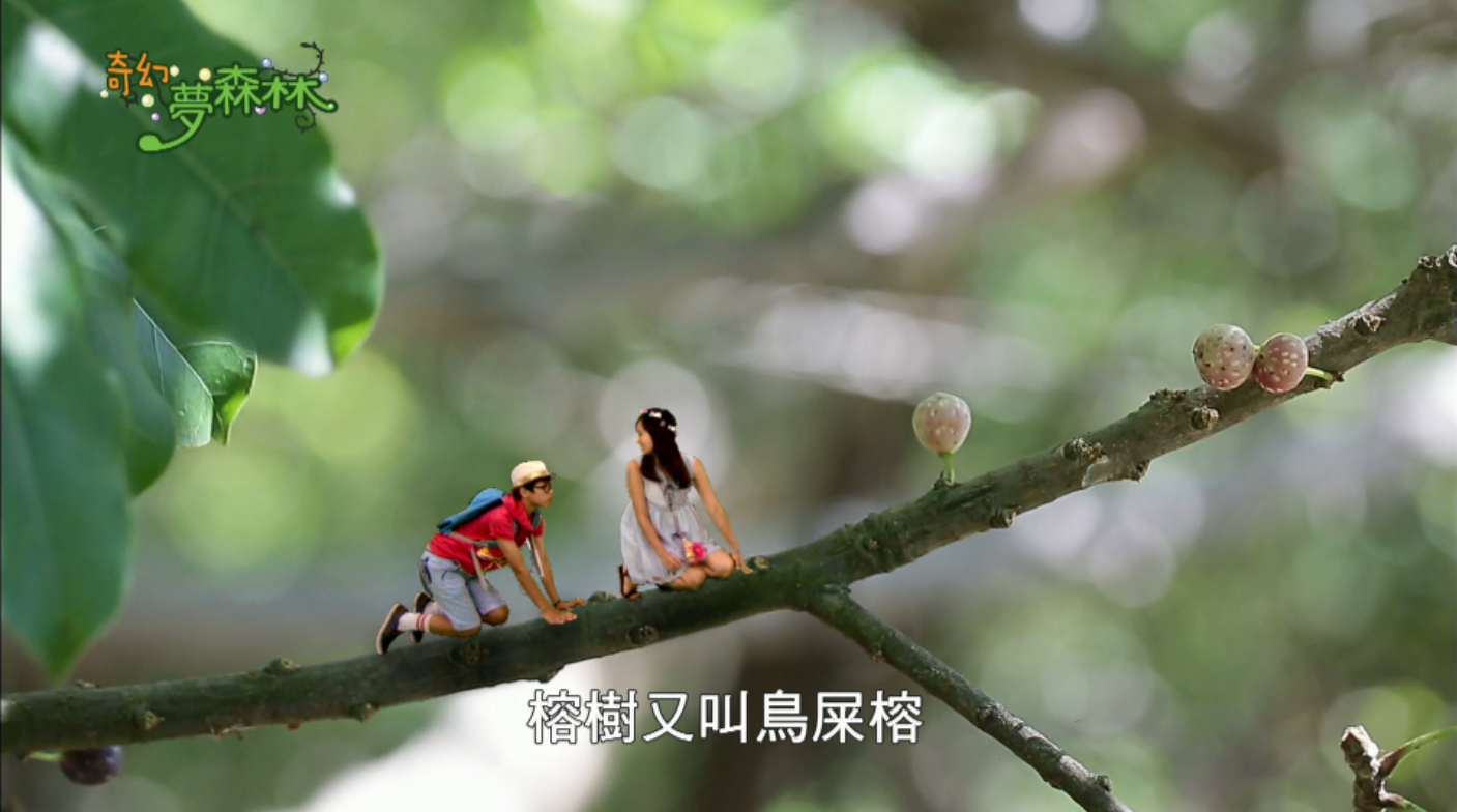 奇幻夢森林 第十集 大榕樹小故事